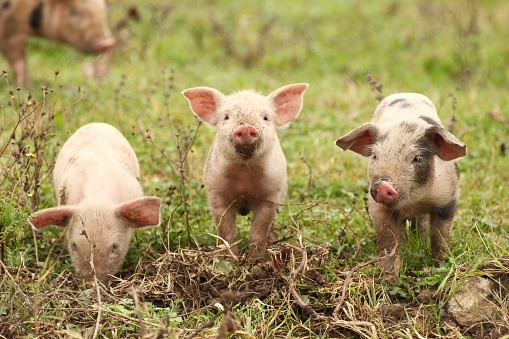 3 varkens beleggingsclub spaarvarkensstaging.inwerker.dev
