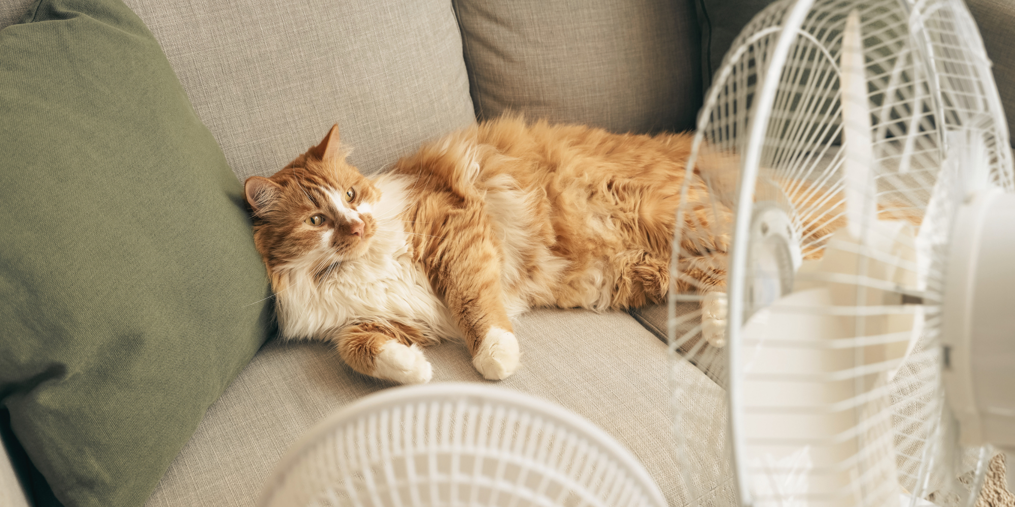Ventilator kat verkoeling- Canva